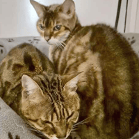 Mopsa and Snowey, cat to adopt