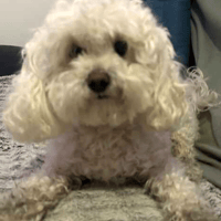 Lyla, female dog to adopt