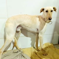 ZAIMO, chien à adopter