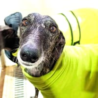 CALIGULA, chien à adopter