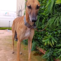 CASSIAN, chien à adopter