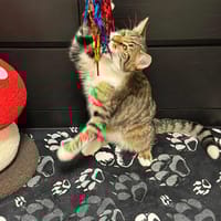 Alvin, chat à adopter