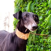 DINUS, chien à adopter