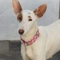 BELL OTA (Lara), chienne à adopter