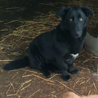 Paillette, chienne à adopter