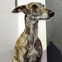 DIORA, chienne à adopter