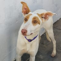BOMBON (Lara), chienne à adopter