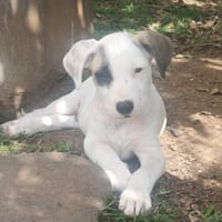 HUXLEY, chiot Croisé Labrador mâle, chien à adopter