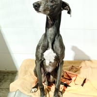 LOGAN, chien à adopter