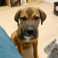 SAMOA, chiot Berger Créole mâle, chien à adopter