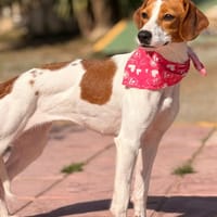 BRUMA (Lara), chienne à adopter