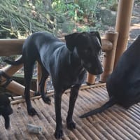 USLA, Femelle junior Berger Créole, chienne à adopter