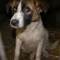 Zuri, chien à adopter