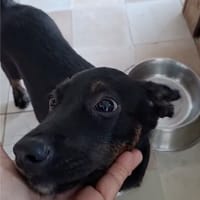 ALOE, chiot Berger Créole, femelle, chienne à adopter