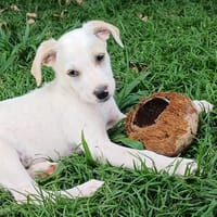 DALLAS, chiot Croisé Labrador mâle, chien à adopter