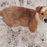 Virgo, chien à adopter