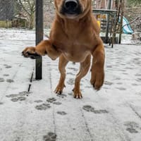 Goliath le chti créole, chien à adopter