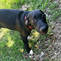 BLACKY POUR LA VIE, chien à adopter