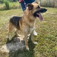 Zelek, pies do adopcji