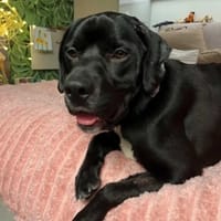 Atom, pies do adopcji