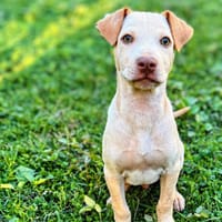 KALOU, chien à adopter