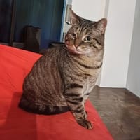 Ojo, chat à adopter
