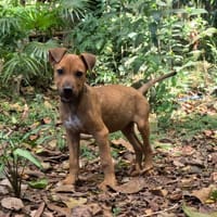KARAMELLE, Chiot femelle Berger Créole, chienne à adopter