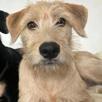 MANHATTAN, Femelle junior croisée, chienne à adopter