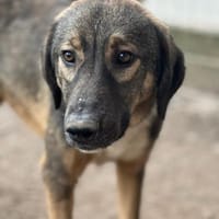 SISKA - lieb, neugierig, freundlich, Hündin zur Adoption