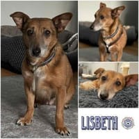 LISBETH *sanfte Seele für ruhiges Umfeld, Hündin zur Adoption