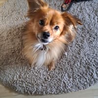 Benny, ein zuckersüßes Zwerglein, Hund zur Adoption