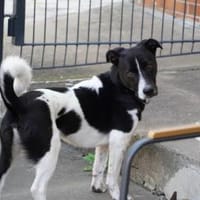 Terrier Mix Skye sucht sein Zuhause, Hund zur Adoption
