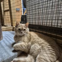 Paul und Paulina, Kater zur Adoption
