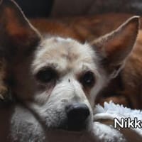 NIKKA, Hündin zur Adoption