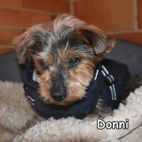 DONNY, Hund zur Adoption