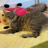Gedeon, hat seinen Schwanz verloren, Kater zur Adoption
