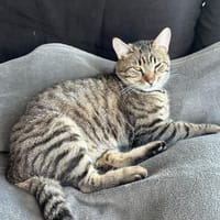 Traumkater MR. WISKERS sucht Zuhause!, Kater zur Adoption