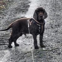 Orphee sucht erfahrenes Zuhause, Hund zur Adoption