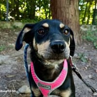 ELIZA ❤ sucht ein einfühlsames Zuhause, Hündin zur Adoption