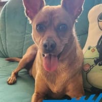 Buffy - coole Maus, Hündin zur Adoption