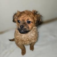 Susi sucht ihre Menschen🐾, Hündin zur Adoption