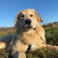 Mela -  auf einer Müllhalde gefunden, Hündin zur Adoption