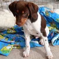 Norman ist einzigartig, Hund zur Adoption