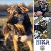 NIKA * sanfte Seele als Zweithund, Hündin zur Adoption