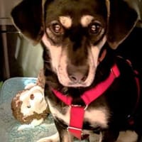 Klein Yaya ist aufgeschlossen und lieb, Hündin zur Adoption