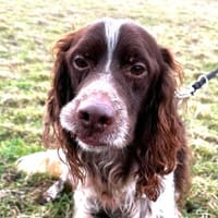 Freddy - geduldige Menschen gesucht, Hund zur Adoption