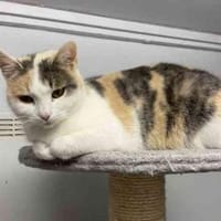 Freya, gern als Zweitkatze, Katze zur Adoption