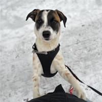 Vesna, liebevolle Zaubermaus, ca. 8 Mona, Hündin zur Adoption