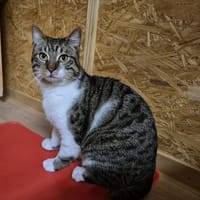 Milo, Kater zur Adoption