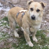 Kleiner Messi (38 cm) sucht Körbchen, Hund zur Adoption